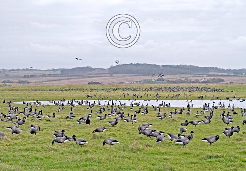 Brent Geese DM1640